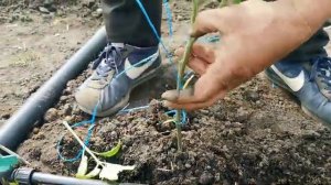 Три лучших способа подвязки помидор в теплице