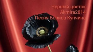 Черный цветок АkmIra 2814 Борис Купчин covers