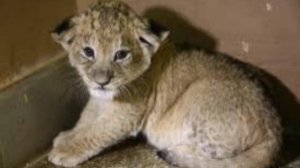 Искалеченную маленькую львицу изъяли у московского блогера