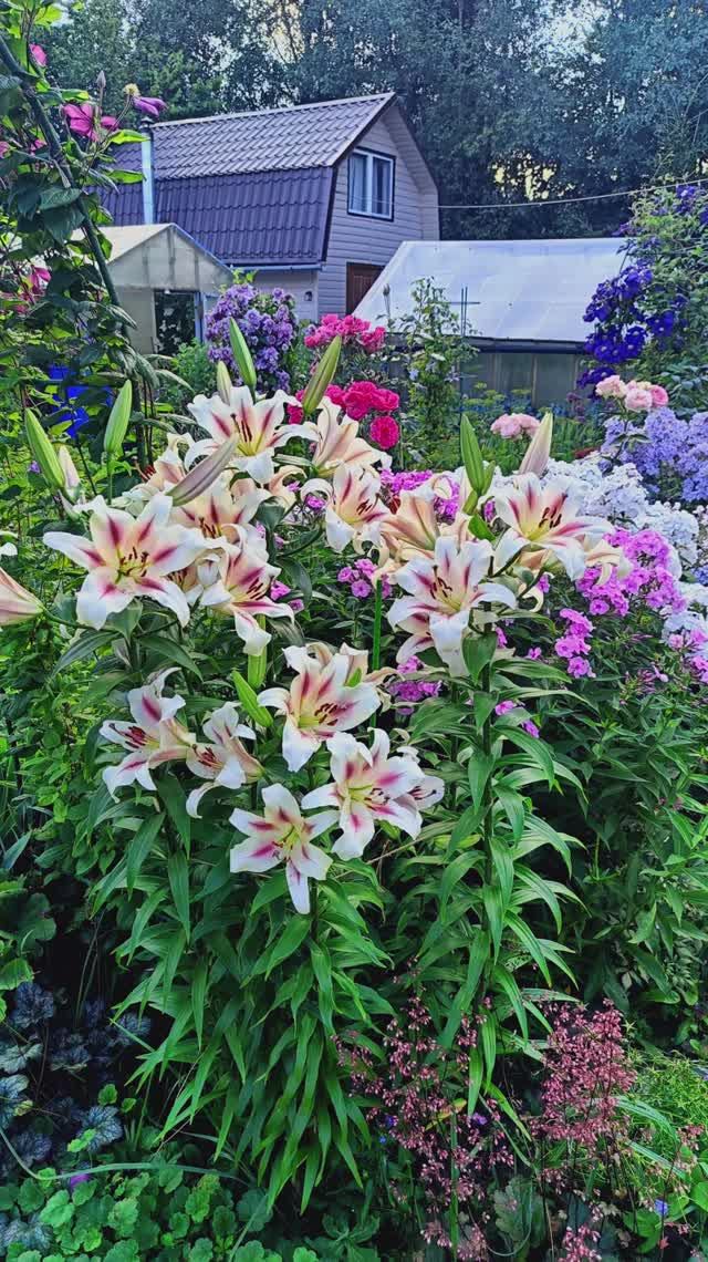 Лилия Нимфа-выживает даже в суровых условиях смотреть онлайн