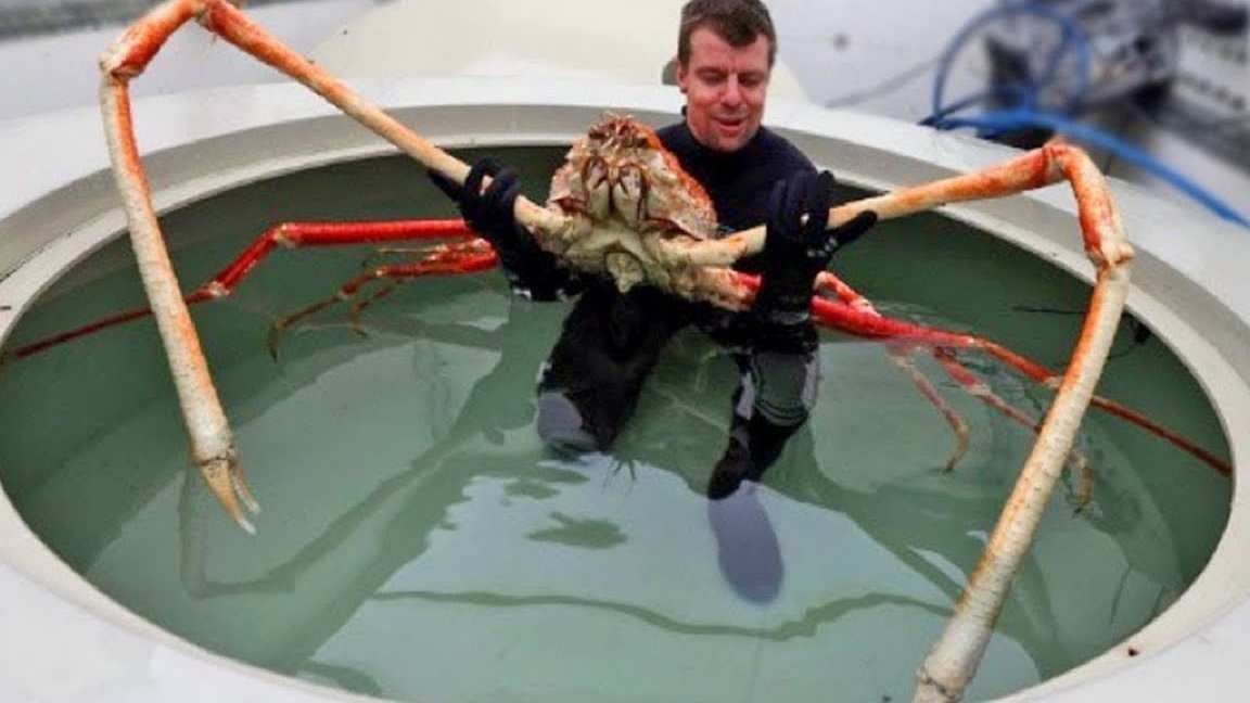 8 самых опасных ракообразных: они страшнее, чем вы думали! 🦀💀 смотреть онлайн