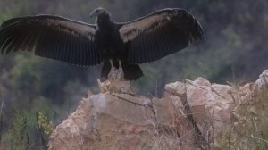 Поль Мориа - Полет кондора