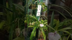 МАЛЫЙ БОТАНИЧЕСКИЙ САД.ЦВЕТЕНИЕ ОРХИДЕЙ