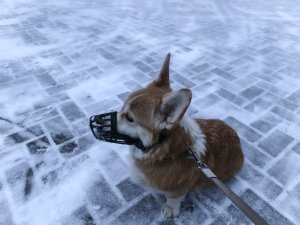 снежные истории