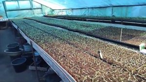 Основная причина появления чёрной ножки. Стресс рассады