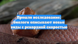 Прошло исследование: биологи открывают новые виды с невиданной скоростью