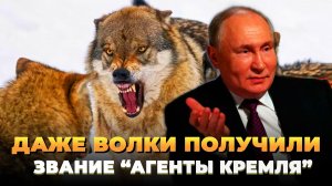 Даже волки получили звание агентов Кремля