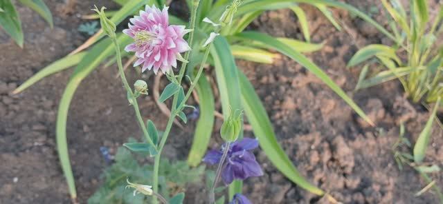 Аквилегия Nora Barlow 02 июля 2024 от Гаршинка