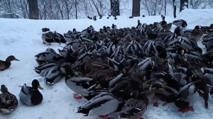 А НА ПРУДУ ЗАМЕРЗАЮТ УТКИ!!!! НО ДОБРЫЕ ЛЮДИ ПОДКАРМЛИВАЮТ, НЕ БРОСАЮТ.