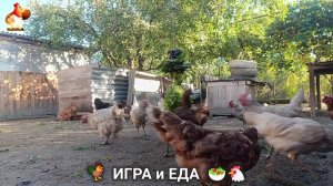 Кормление кур овощами и фруктами для зарядки и от скуки 🥗🐓🤗  (25)