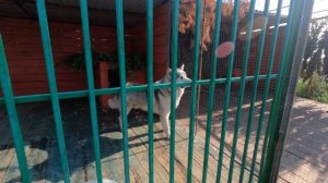 Сибирский Зоопарк, озеро Байкал