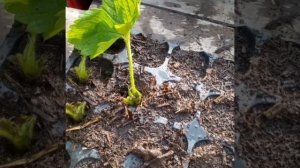 Садоводство для начинающих:наш опыт.