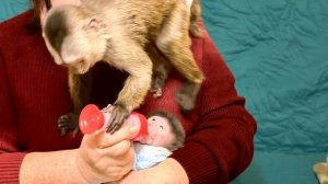 Как только начинаем кормит Николь, Финик с Анфисой ТУТ КАК ТУТ и неважно, что они недавно поели!))