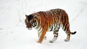 Конфликтного амурского тигра из Приморья выпустили в тайгу с ошейником