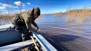 Рыба «кишит» в сетях. Последние дни весенней охоты. Ответы зрителям канала.