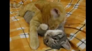 смешное видео ржачное