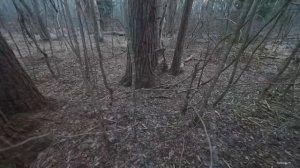 По следам зверей: поездка на УАЗе за записями с фотоловушек.