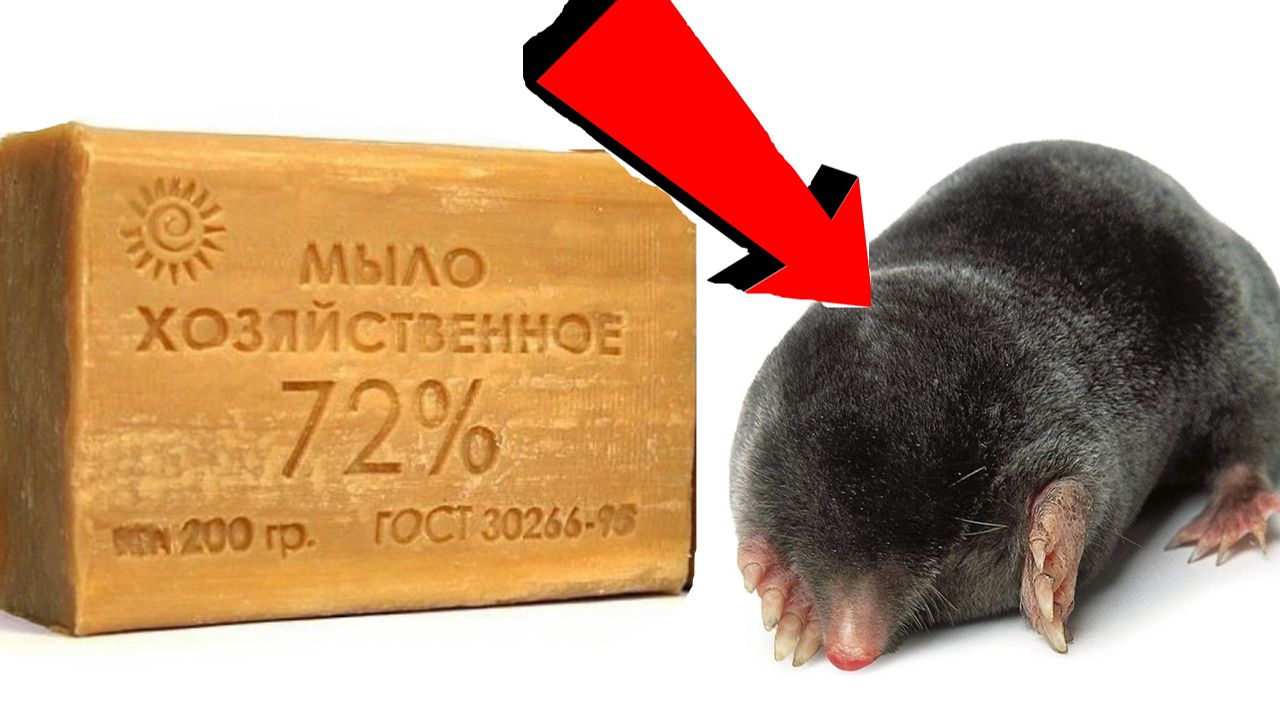 Как избавиться от кротов За 3 Секунды..!!..!!..!!.. смотреть онлайн