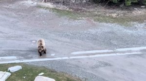 Медведь против Лося с детёнышем