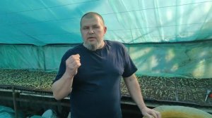 Первая важная подкормка рассады томата. Развитие корневой системы