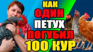Как ОДИН петух ПОГУБИЛ 100 кур.