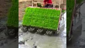 Как выращивают рис в Китае