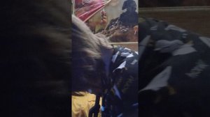 новоё видео распаковка оружия