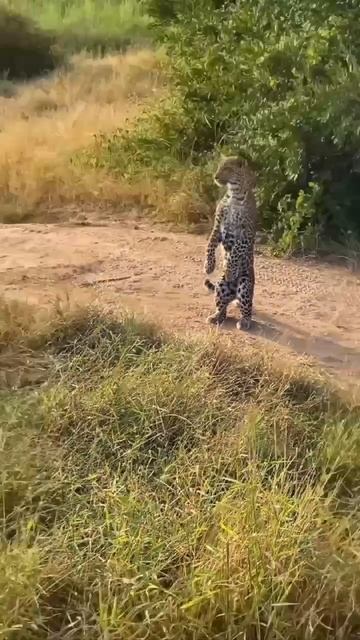 🐆 Леопард смотреть онлайн