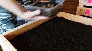 Нюансы в разведении Дендробены.