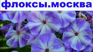 ФЛОКС ГРИБНОЙ ДОЖДЬ КРАСОТА ЦВЕТОВ