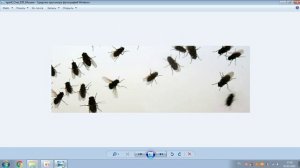 opsrif_Стих_035_Мошки