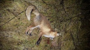 Регулирование. Лисы, еноты..