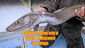 Ловля Морского угря в Южной Англии