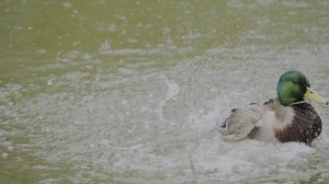 Утки / Heaven of All 4K Videos ｜ Dolby Vision HDR 4K 60fps (8K ⧸ 4K TV)