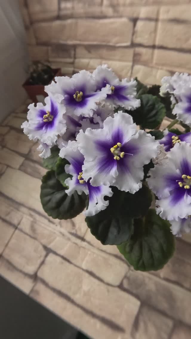 Фиалка ЛЕКО-Новогодняя Игрушка 01.12.25г