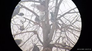 Кормушка для птиц 28.12.2025