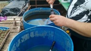 Важная подкормка томата в рассаде. Фосфорное голодание