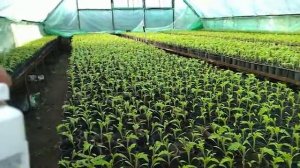 Хелат железа Fe вносим в рассаде