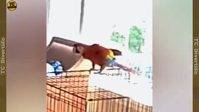 Смешные моменты снятые на камеру смотреть онлайн