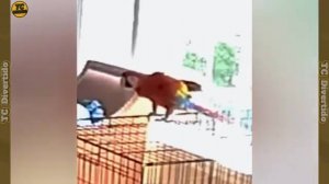 Смешные моменты снятые на камеру