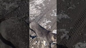 Спасли на трассе двух щенков