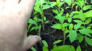 Прищипываем и убираем нижние листья на рассаде томата