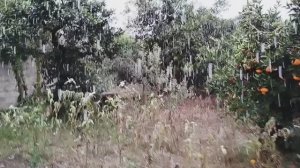 С первым снегом в Абхазии