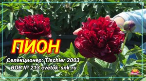 Пион"BOB"/Сад Ворошиловой