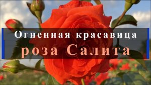 Огненная красавица. Роза Салита