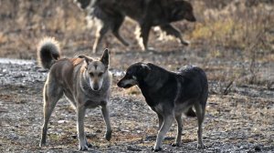 Стая бездомных собак напала на восьмилетнюю девочку в Красноярском крае
