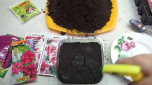 ПЕТУНИЯ. ПОСЕВ ПРОСТЫХ СЕМЯН МЕТОДОМ "ПОСОЛА". 2022 год