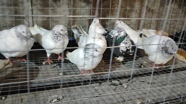 28.12.2025г ст.Бронницы ч.3 смотреть онлайн