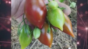 Каталог томатов на 2026 год. Часть 13. г. Киров.  т. 89229284031