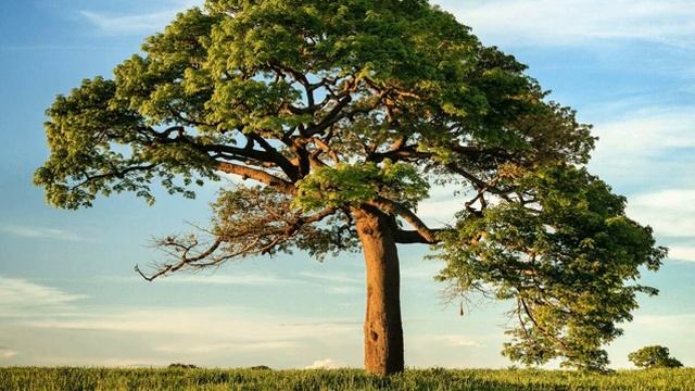 Сура 37 "Ас-Саффат" красивое чтение Корана | Чтец: Мухаммад Люхайдан смотреть онлайн